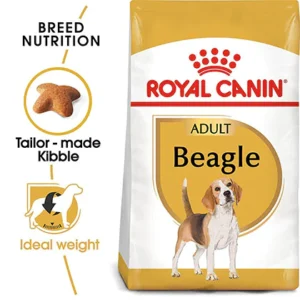 adult beagle