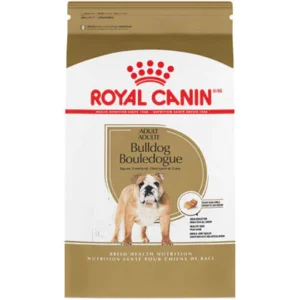 adult bulldog